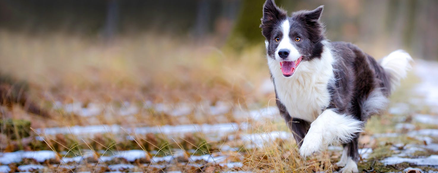 Dog Names That Start With Ra Popular Male And Female Names Wag 